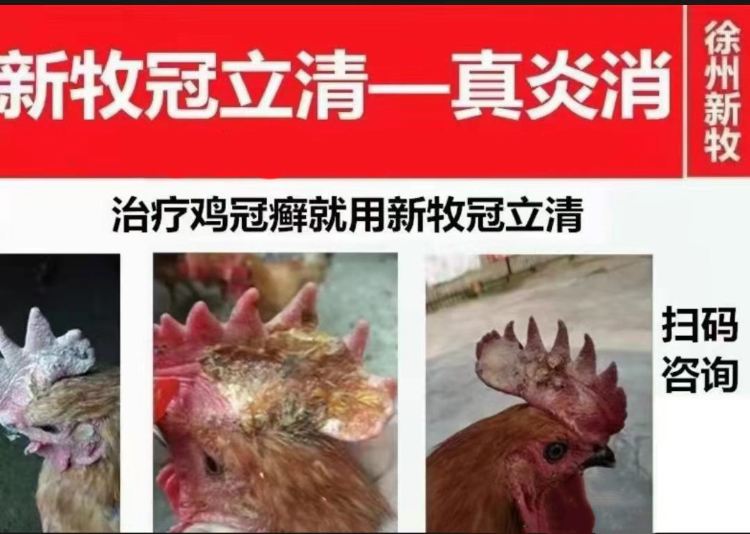 公鸡的鸡冠长痘了怎么回事,公鸡皮肤有癣是什么病症