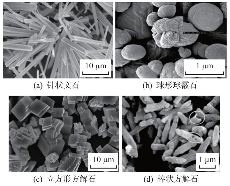 同是碳酸钙，球霰石型有什么独特之处？