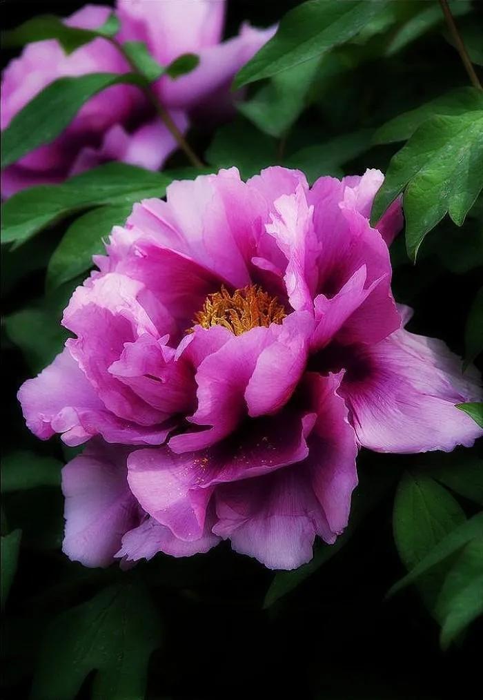 两个各自有家的人怎么处理感情,两个有家的人相爱怎么相处