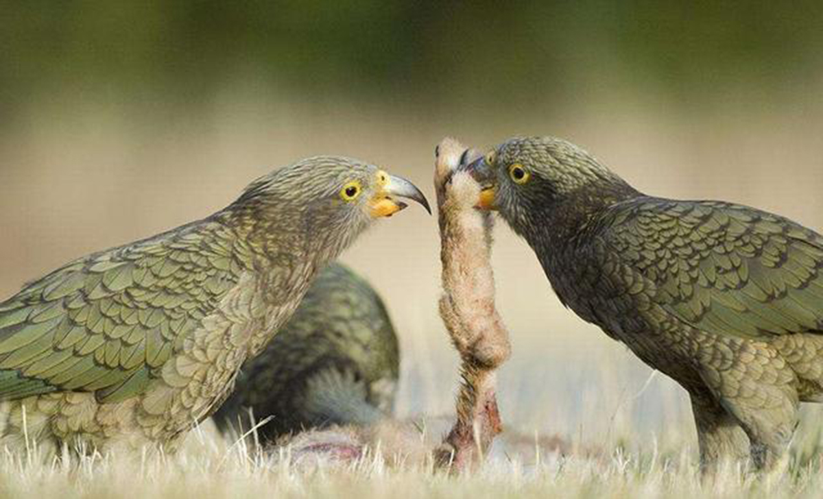 啄羊鹦鹉为什么不讨人喜欢,啄羊鹦鹉简介