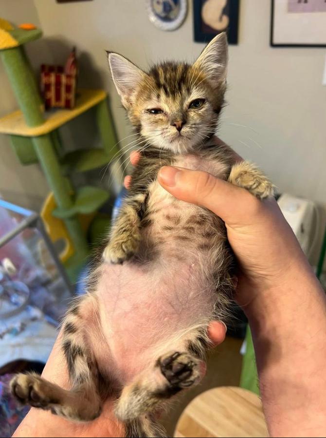 奶猫腹部稍硬就是要排便,奶猫体检