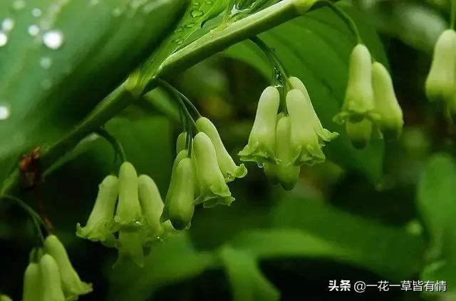 从根部野生黄精跟玉竹的区别,怎么分辨玉竹与黄精的区别