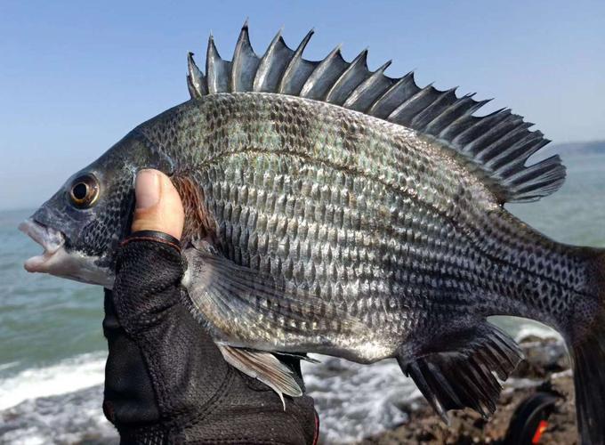 黑鲷钓鱼技术,钓黑鲷鱼的方法与技巧