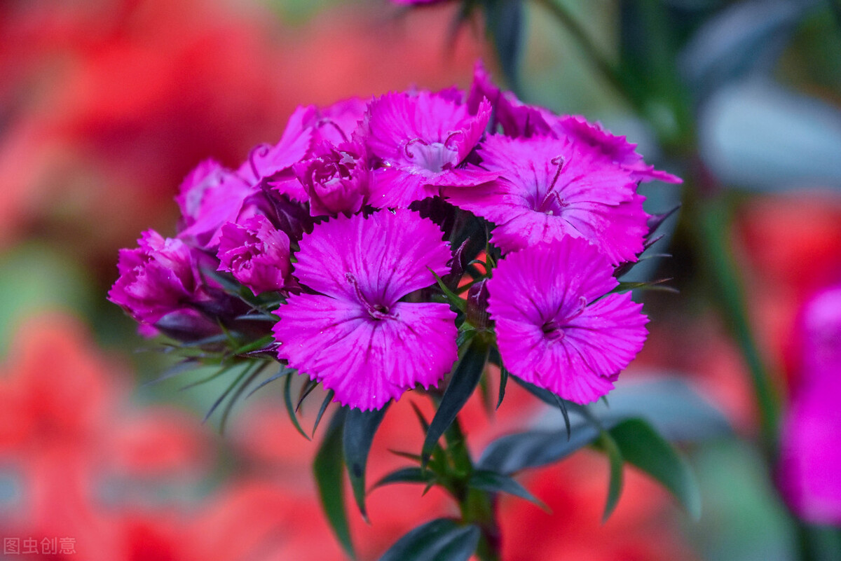 1分钟了解葡萄牙,葡萄牙冷知识100例