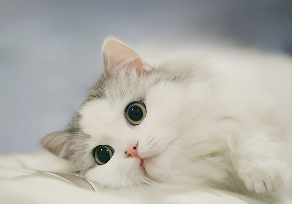 猫咪眼部疾病适合哪种用药,猫咪常见疾病及防治方法