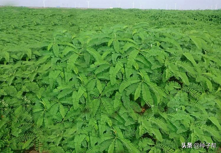 田菁是树还是草北方可以生长吗,田菁草本植物