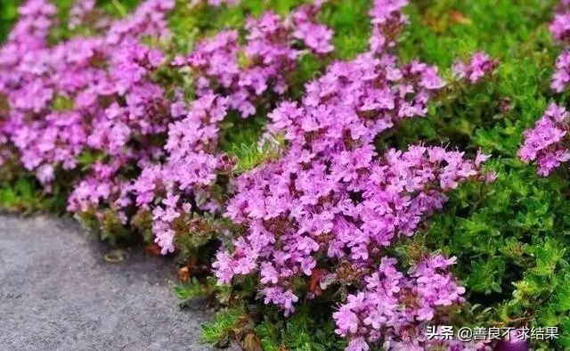 好看的地被植物,超实用的地被植物干货值得收藏