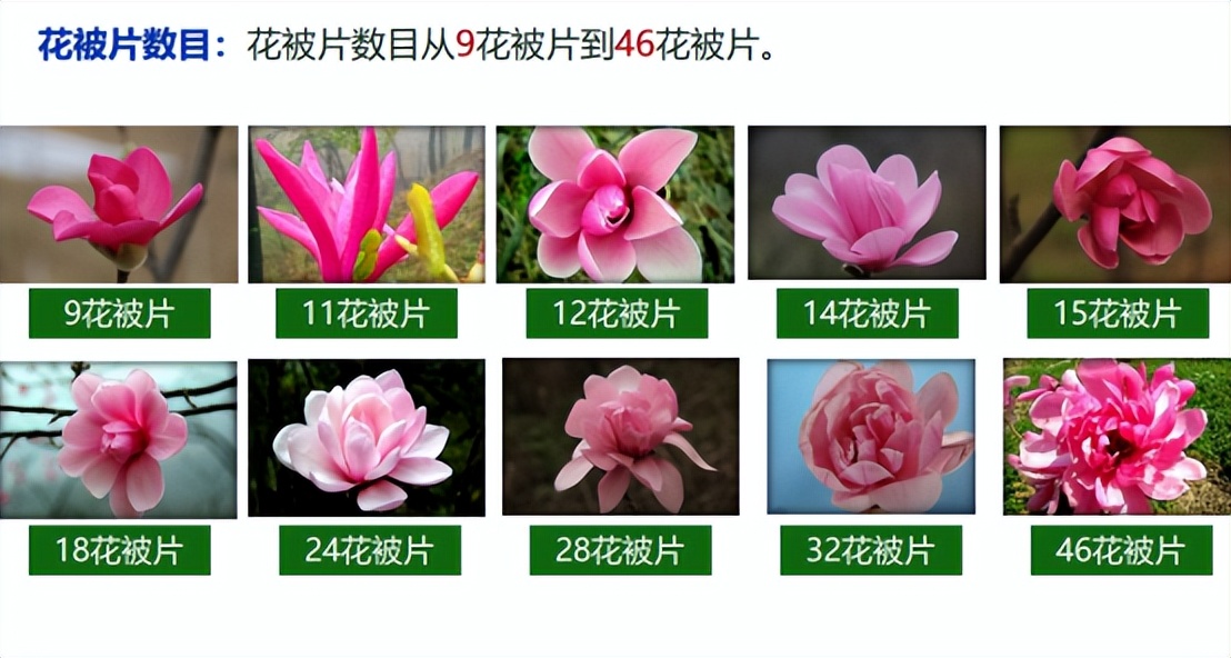 小玉兰是不是也分白玉兰和紫玉兰,白玉兰和黄玉兰的香味一样吗