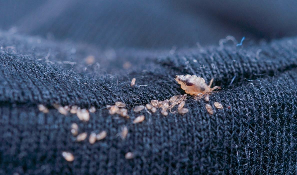 我搬进了低价公寓，洗澡时忘记带毛巾，用了房东提供的，染上阴虱