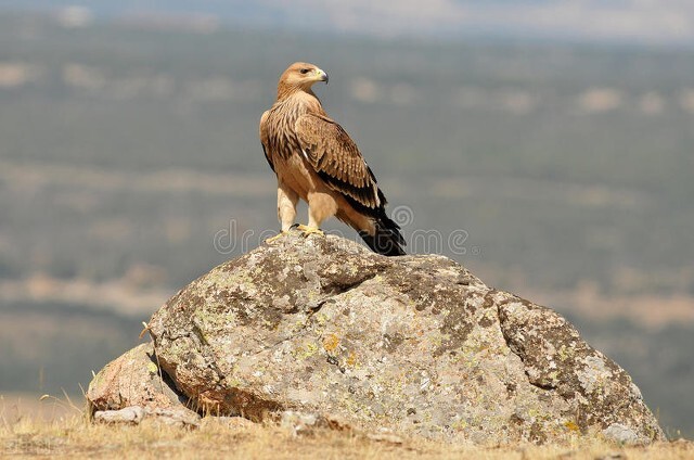 乔布斯演讲我生命中的三个故事,乔布斯著名励志演讲三个故事