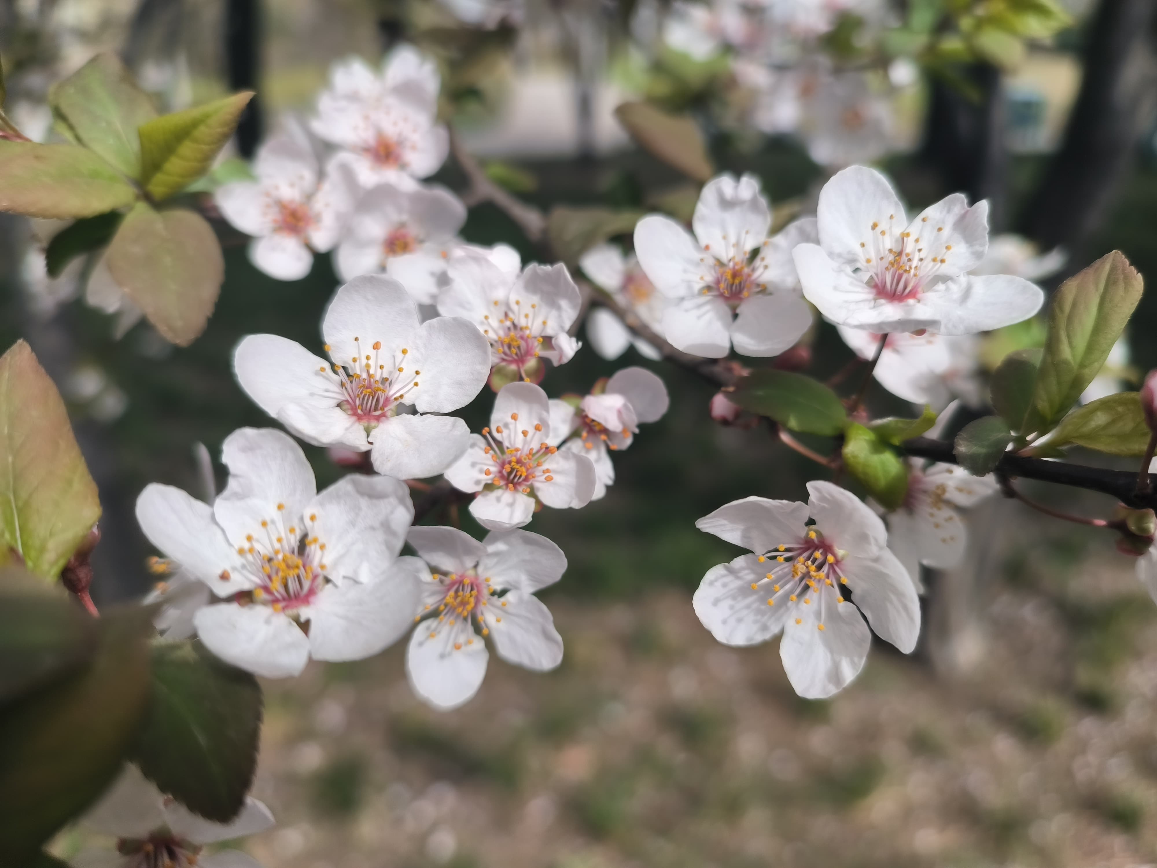 redmik50天玑9000,k50电竞版和k50pro性能测试