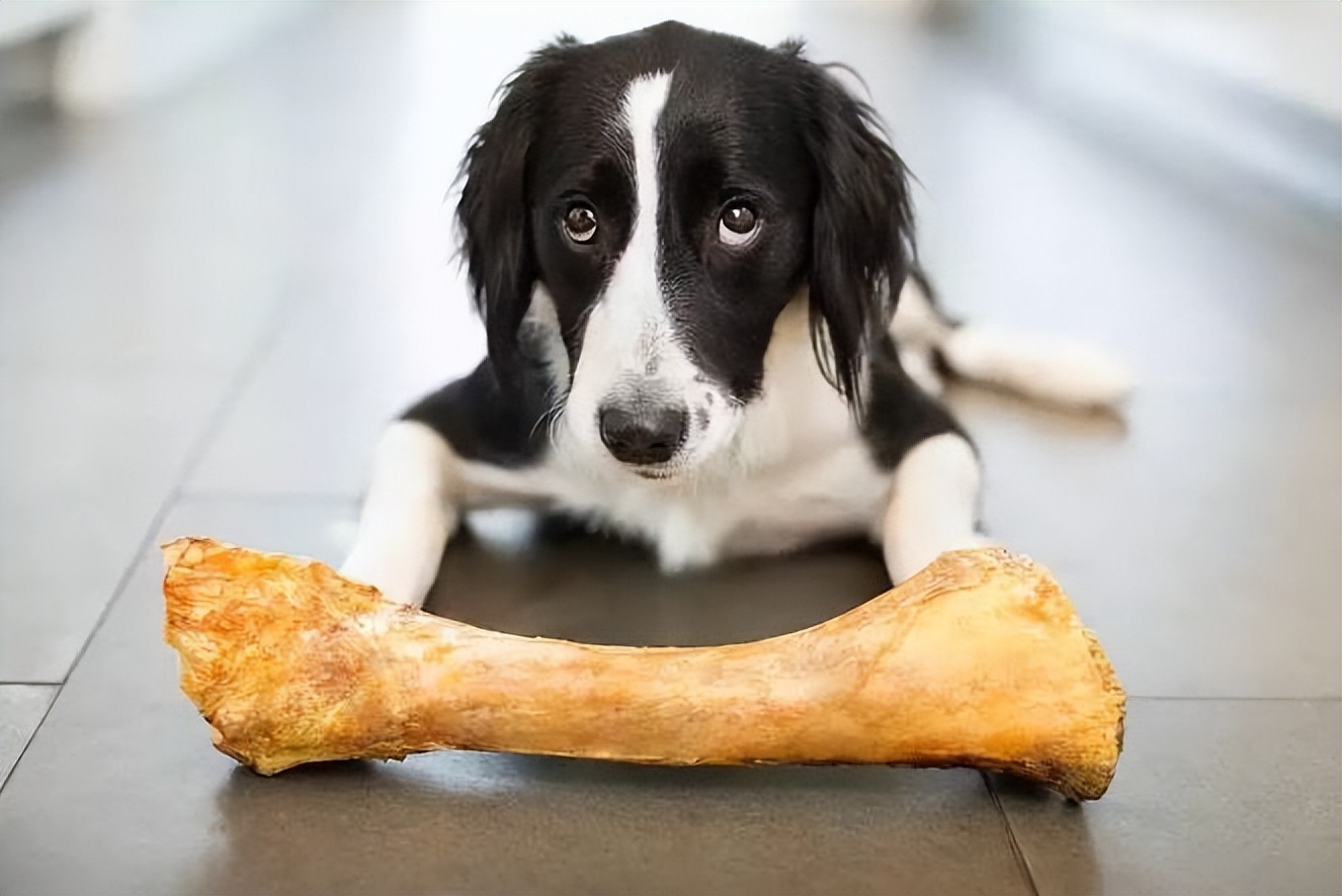 狗狗天天吃骨头有危害吗,狗狗天天吃鸡胸肉会有危害吗