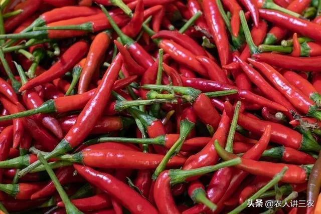 白菜大葱批发价,正宗大葱批发价