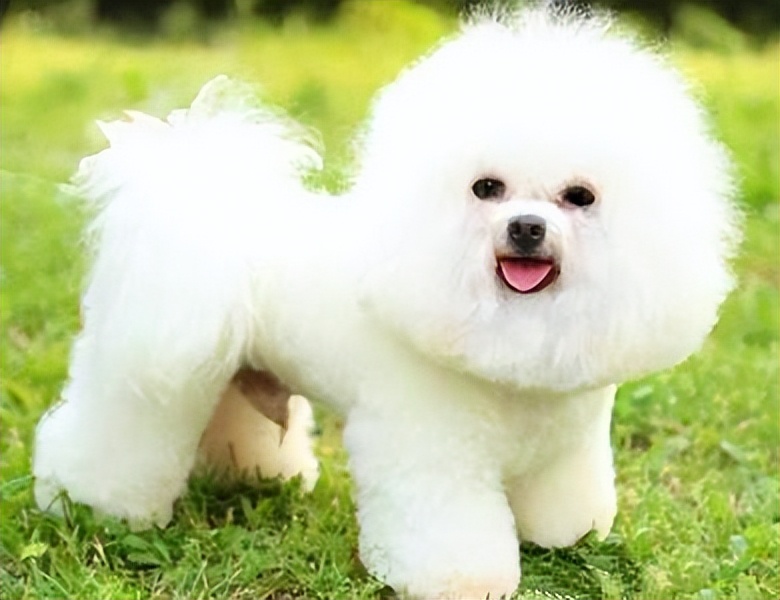 比熊泪痕严重怎么才能治好呢,比熊泪痕怎么消除最快