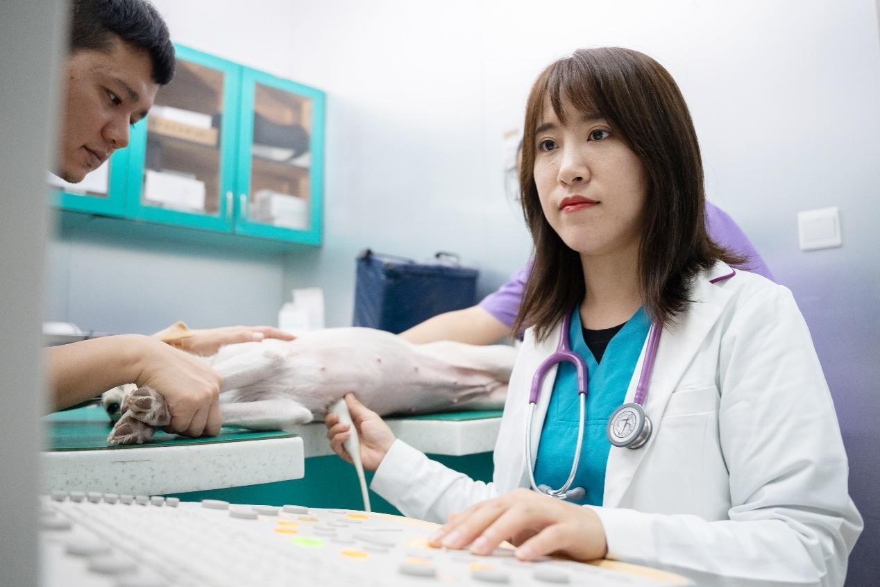 瑞派宠医孟庆鸿——从宠主到宠物心脏专科医生的精进之路