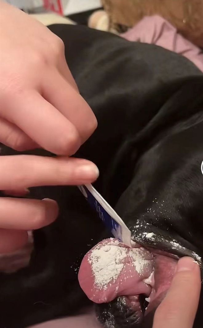 狗狗拉肚子快速解决方法,狗狗拉肚后拉不下粑粑怎么回事