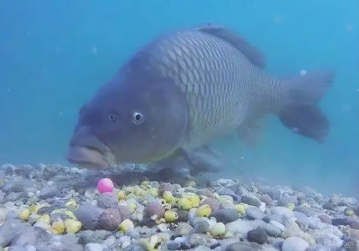 不是鱼难钓而是你太倔强,怎样做鱼窝料才能钓到鱼