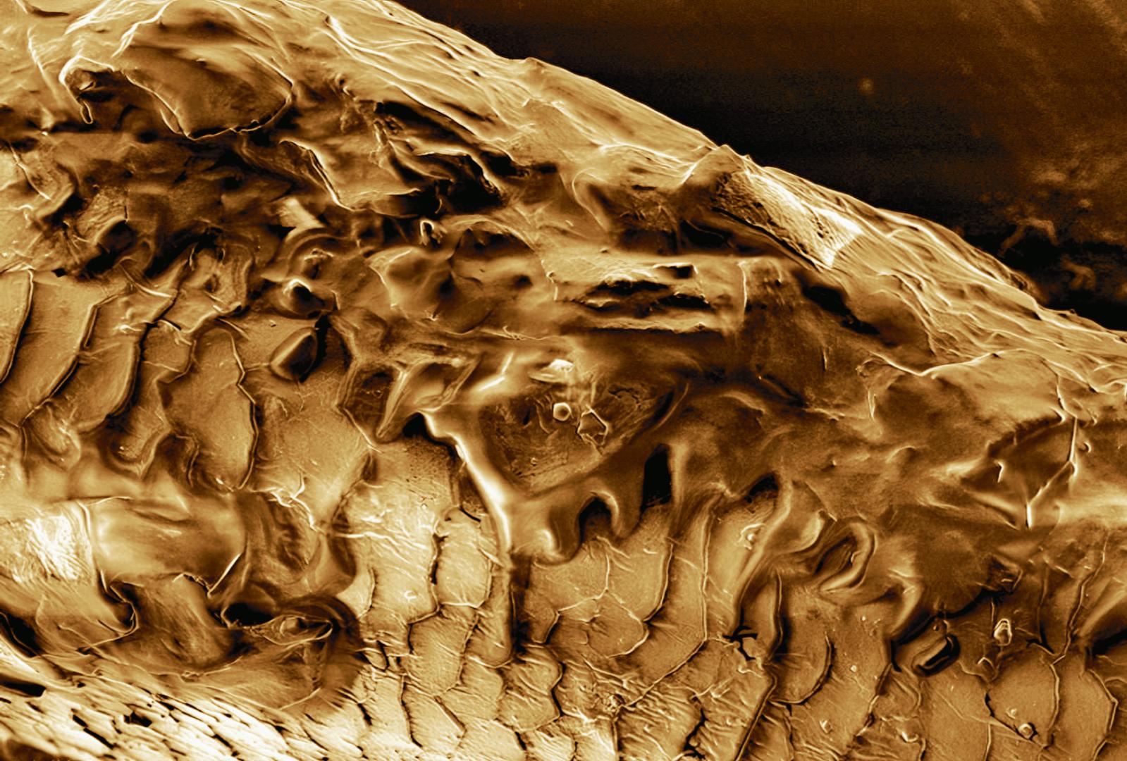 25张高倍显微镜拍下的照片,显微镜下的雪花特写片片惊艳