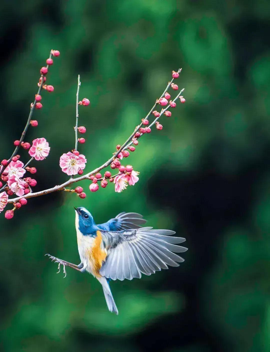 奇怪的小鸟视频,稀奇古怪的鸟