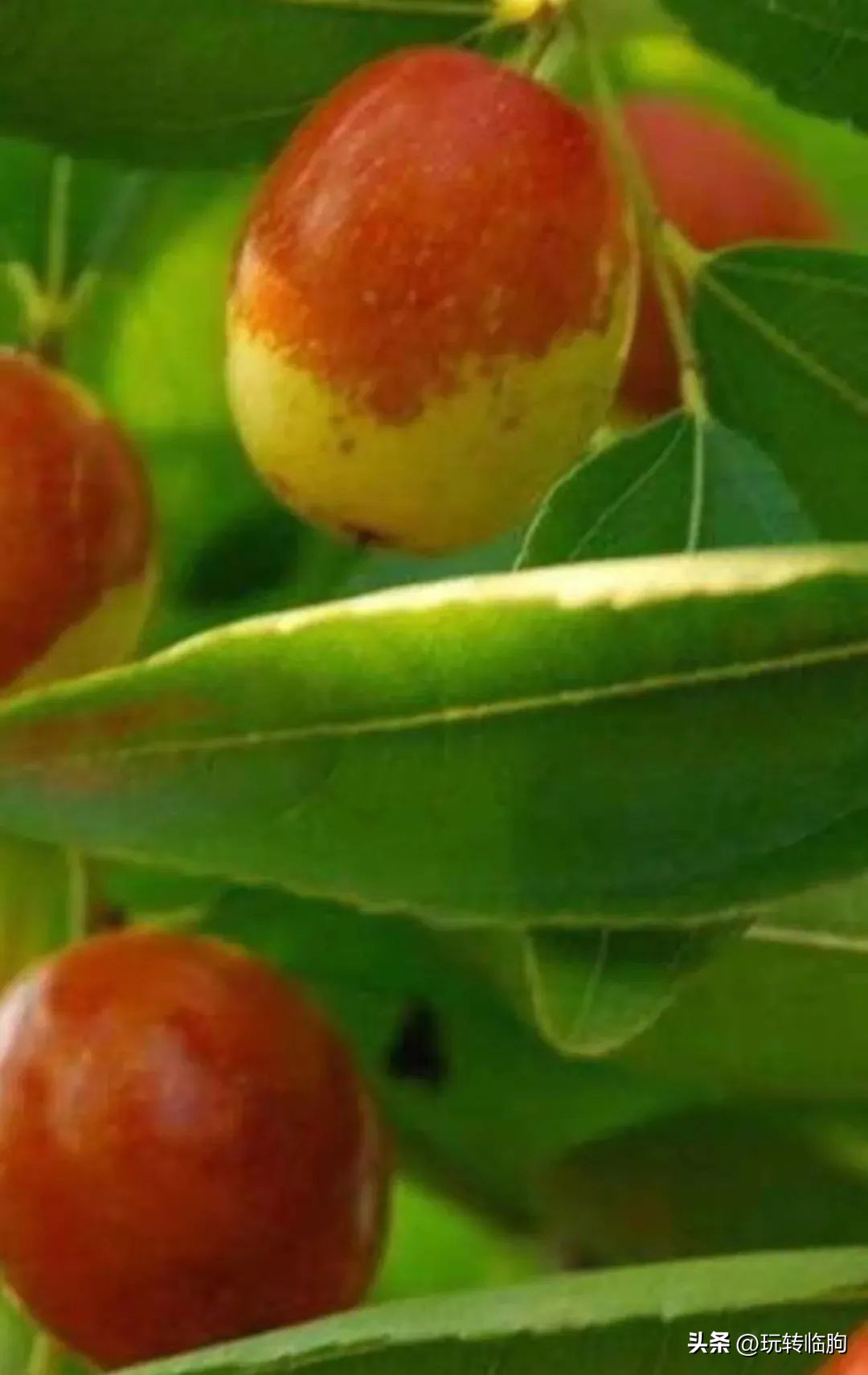 姥娘家的院子,姥娘家