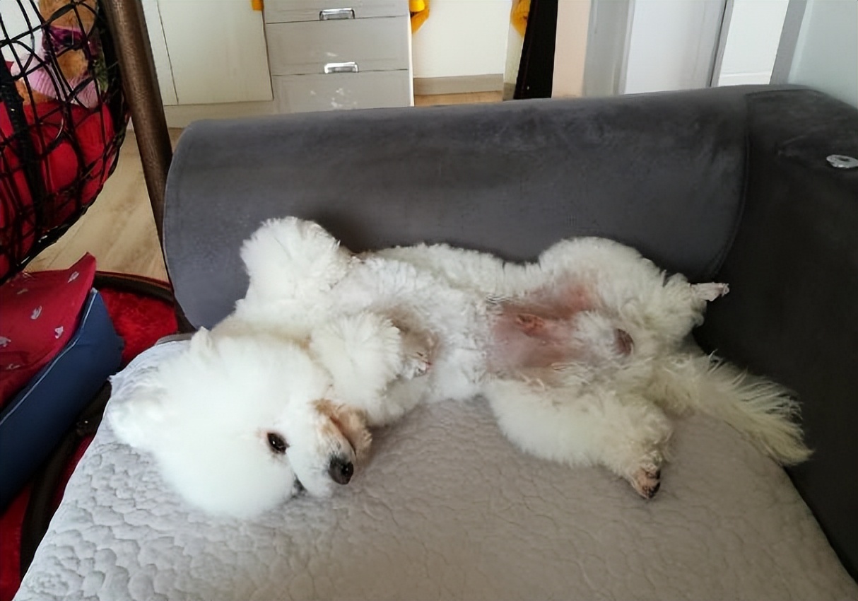 比熊犬的六个缺点是什么,比熊犬的优缺点及性格分析