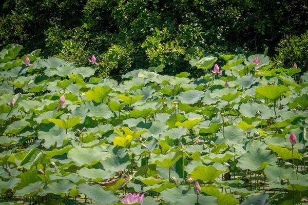 湾区光影魅力,南沙湾区超美风景线