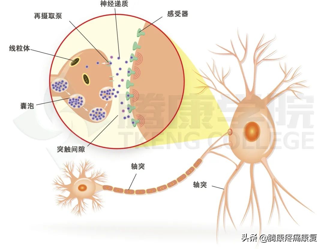 人的情绪为什么会影响肠胃功能,情绪产生的神经生理机制