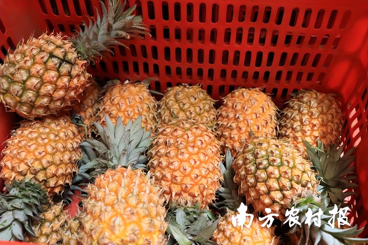 深圳海吉星菠萝一斤多少钱,平湖海吉星菠萝批发