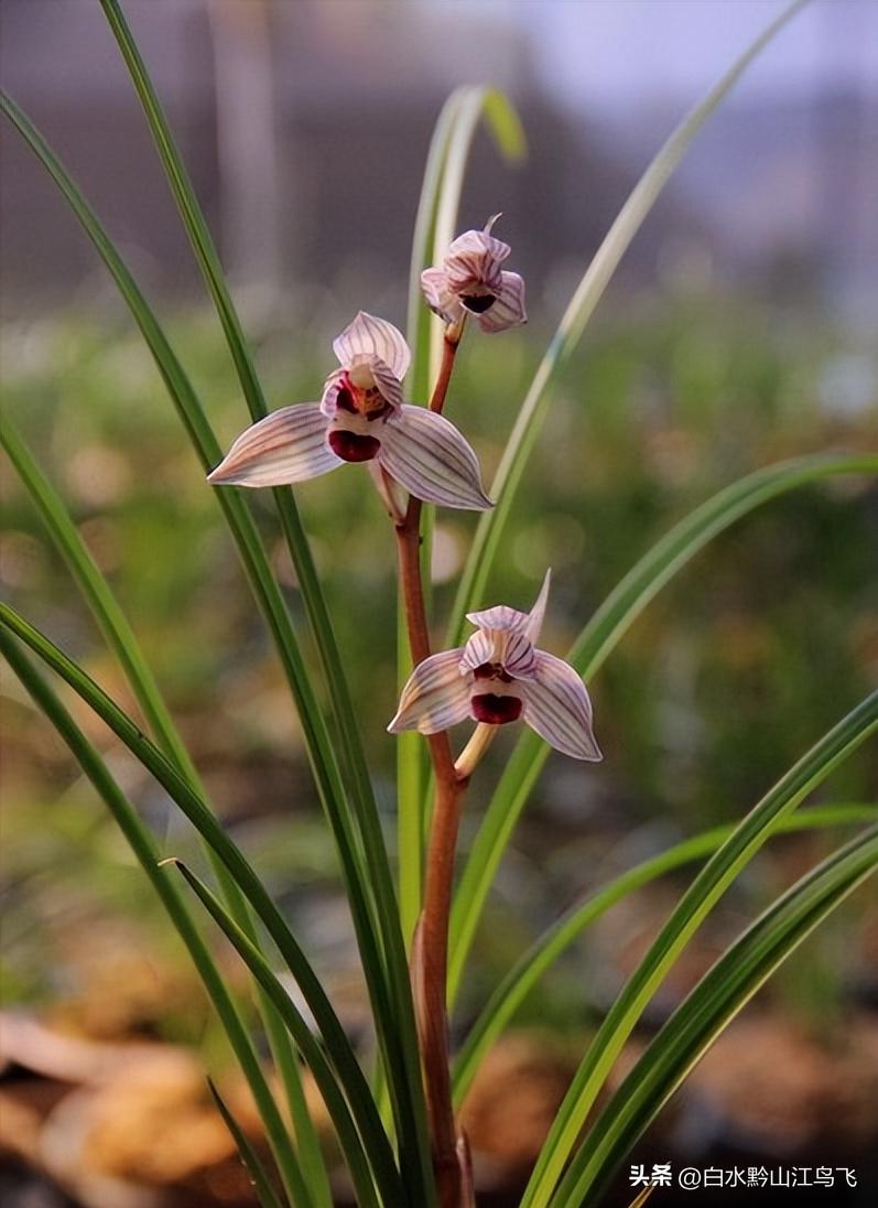好看的兰花和养兰知识分享给你,各种兰花习性对照表