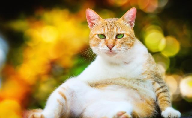 夏天屋里没有空调猫怎么降温,夏天没有空调猫热怎么办