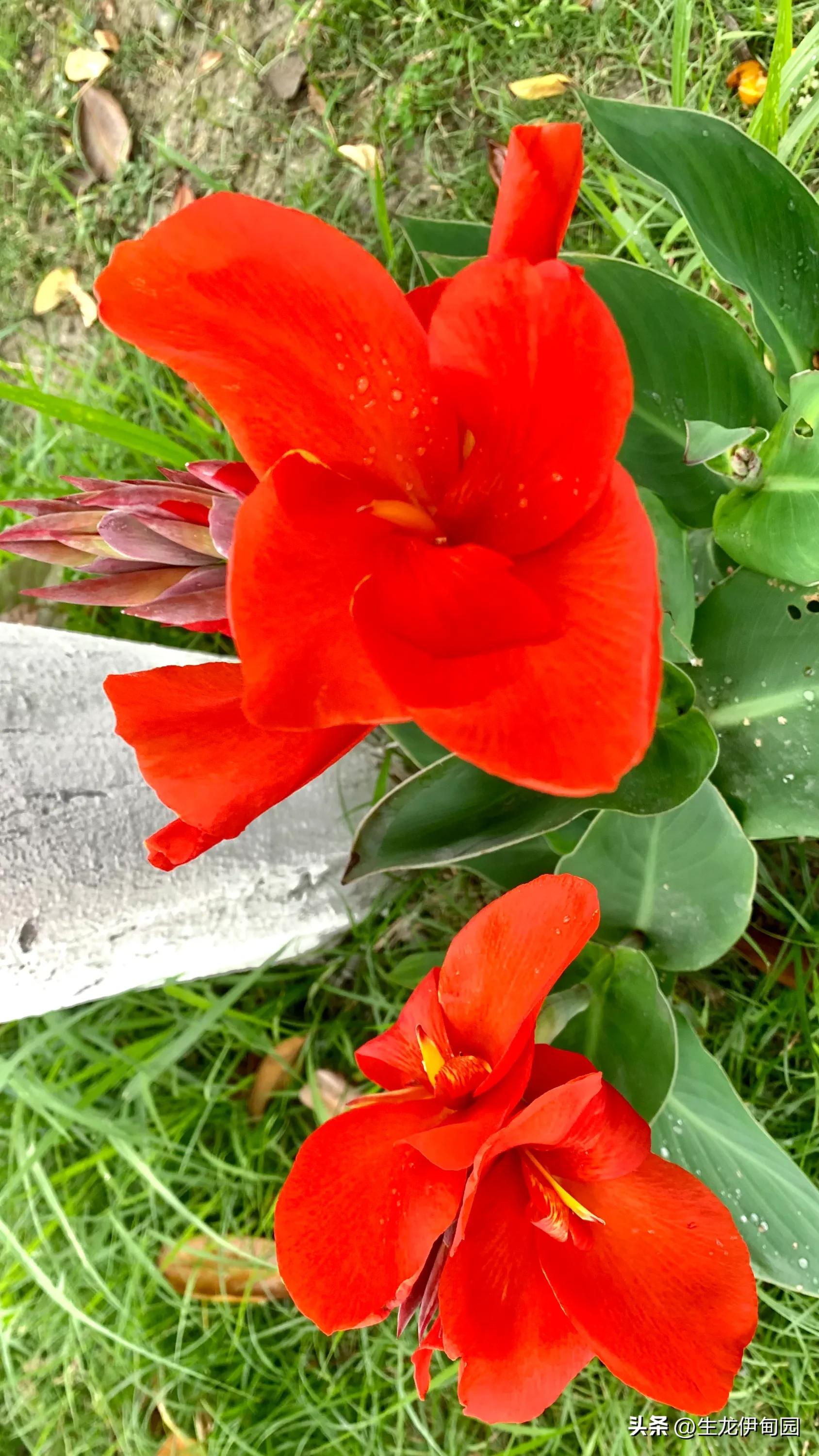 大花美人蕉完整版,大花美人蕉是宿根花卉吗