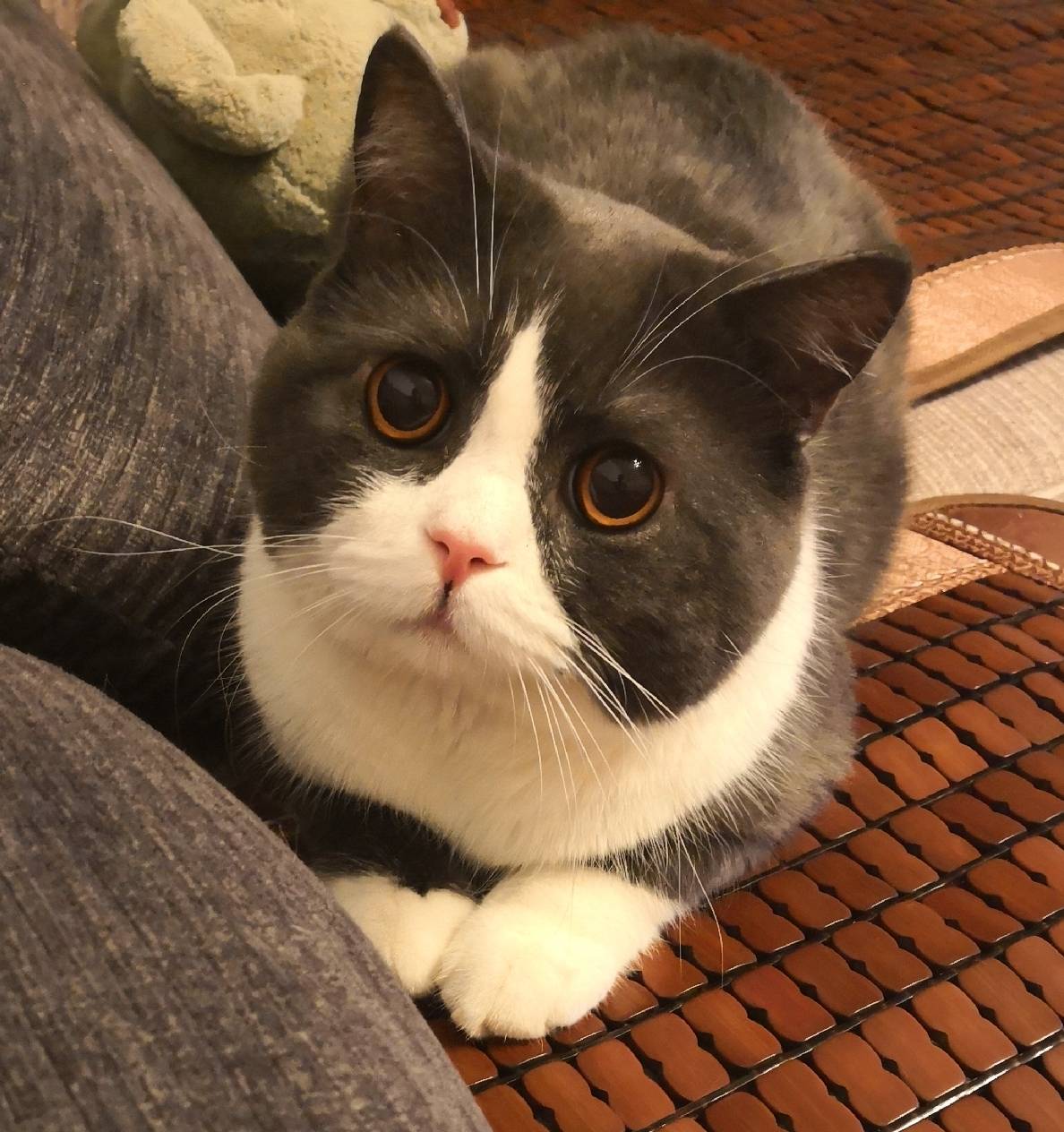 培森家园绿茶奶香猫砂,豆腐猫砂除臭清香型猫咪猫砂