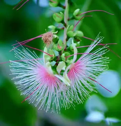 玉蕊树的花有什么功效,植物玉如意花的寓意和象征