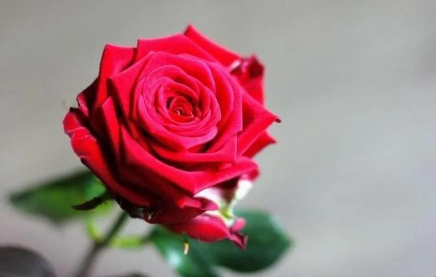 谁来陪你过情人节,谁陪你度过这次情人节