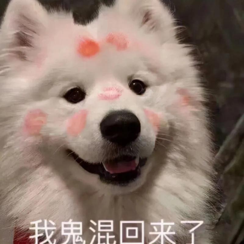 萨摩耶冬天围巾,萨摩耶洗完澡掉毛严重的原因