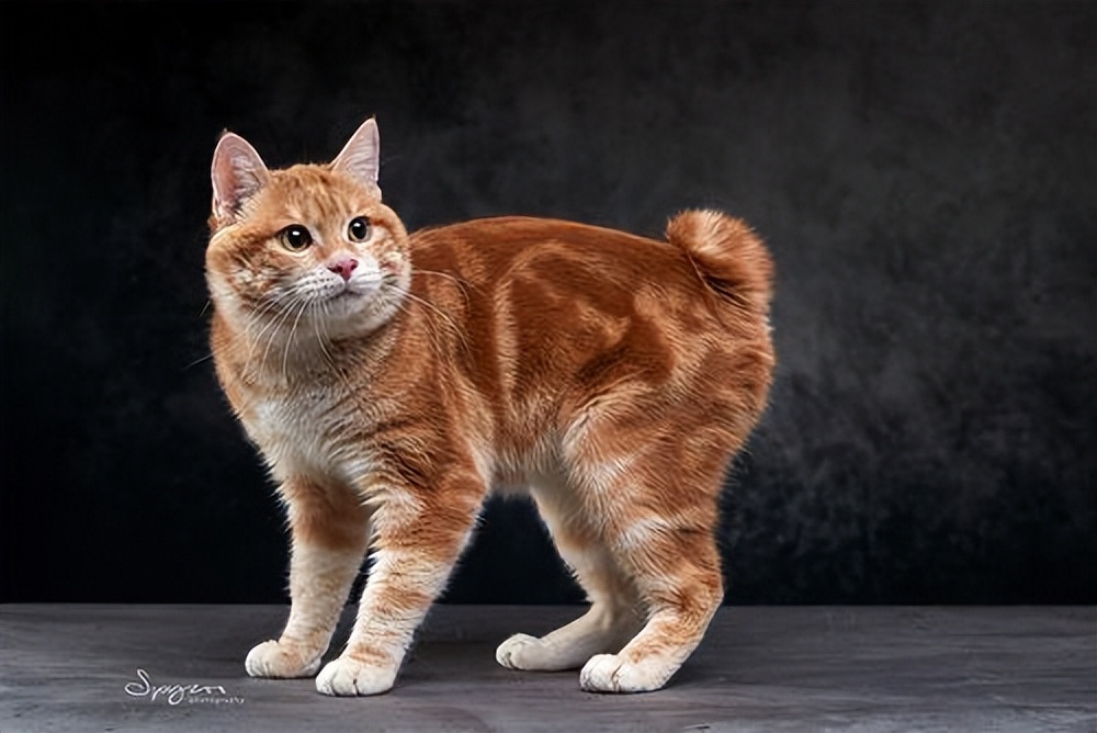 纯种猫咪有哪些颜色,纯种宠物猫有哪些品种