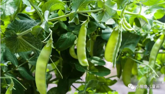 绿色的豌豆荚,最好的豌豆荚