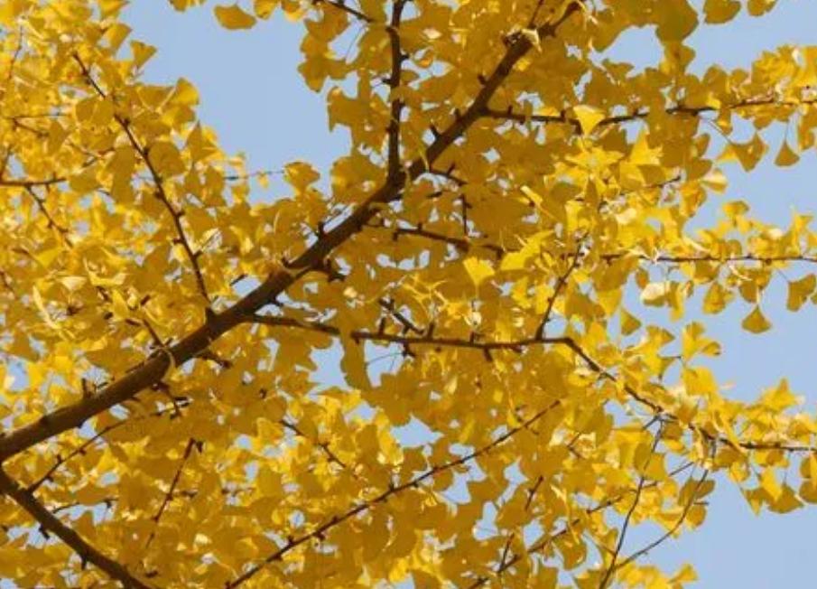 木本植物有哪些品种,什么观赏木本植物不怕冻不怕晒