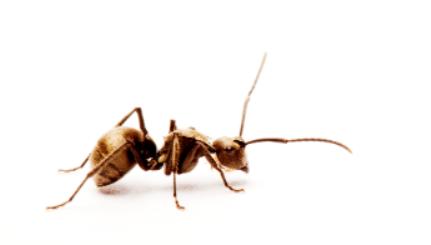 哪种动物吃蟑螂最好,蟑螂最怕的克星是什么动物