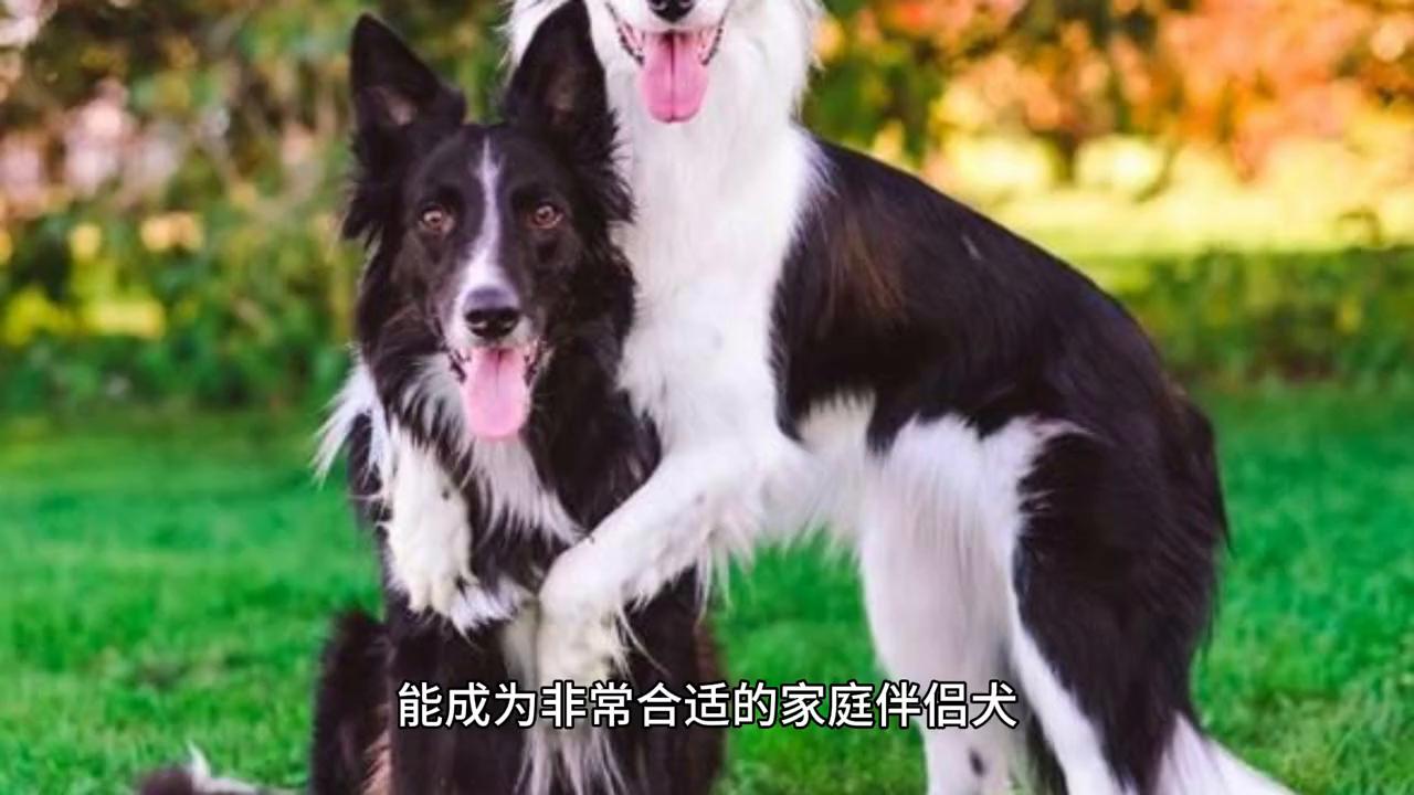 边境牧羊犬优点和缺点,边境牧羊犬的优点和缺点