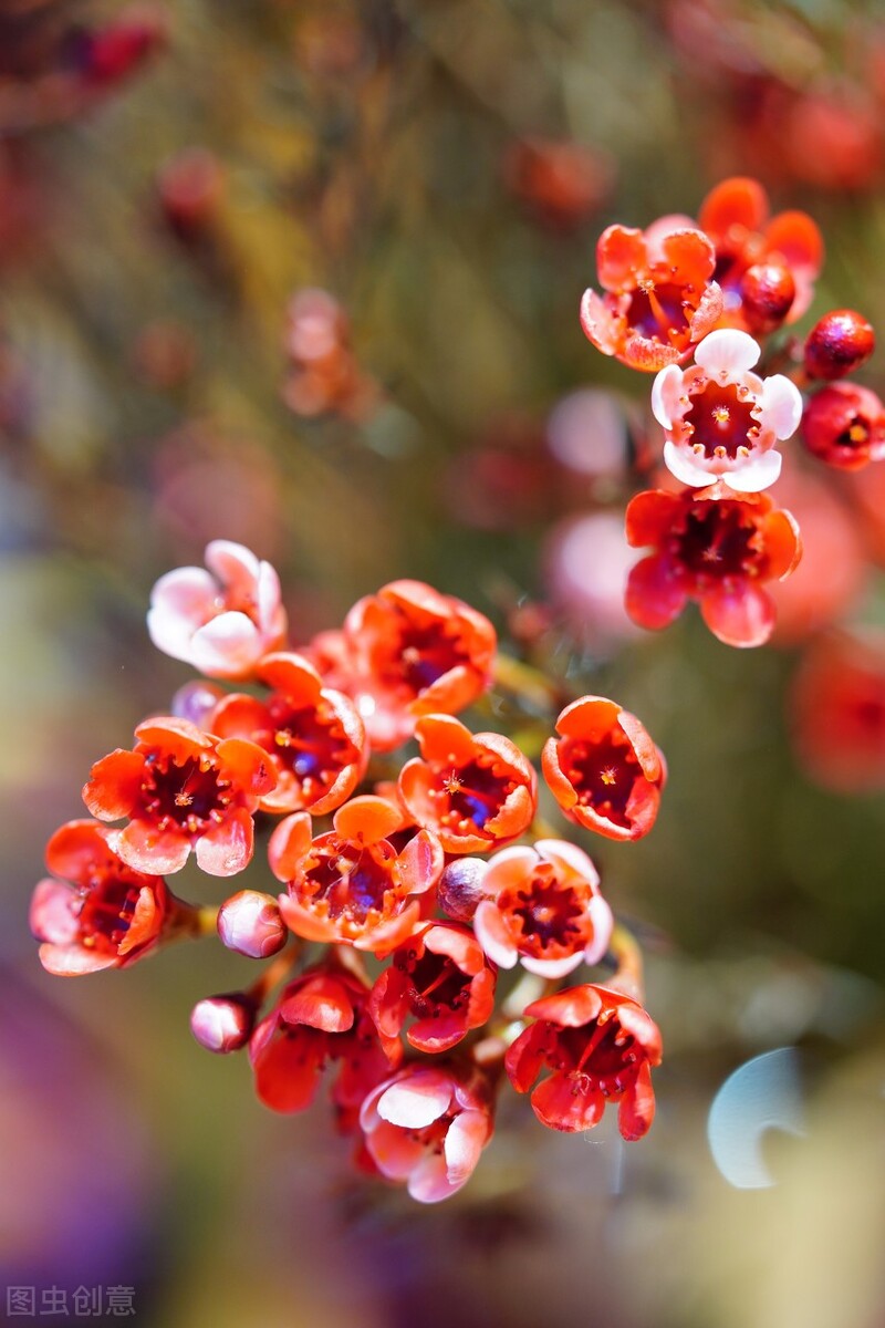 春天花的手机壁纸图片好看,春天图片唯美高清壁纸