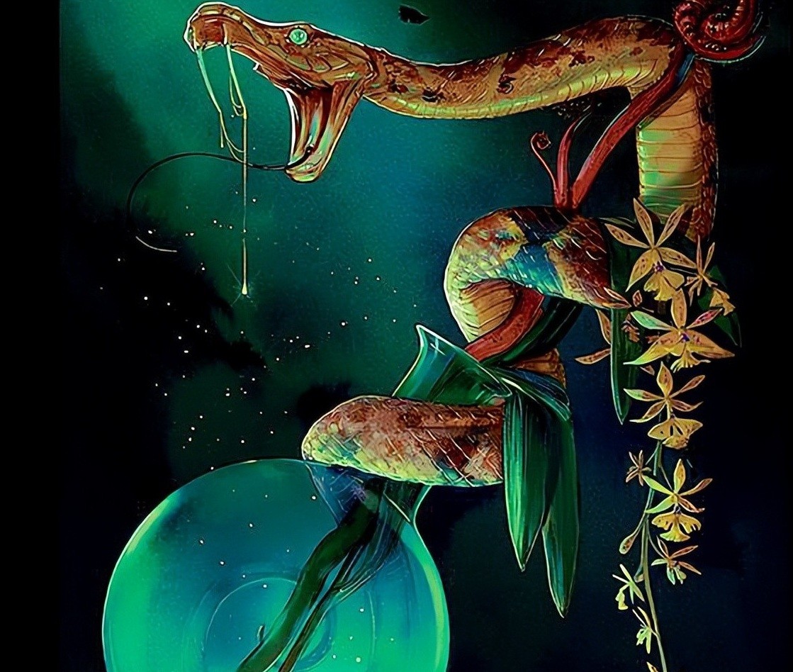 湖北十堰最近发现的蛇,湖北十堰白头蝰