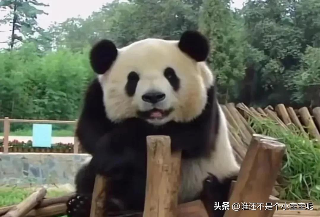 大熊猫喜妹咬伤饲养员,每天认识一只大熊猫