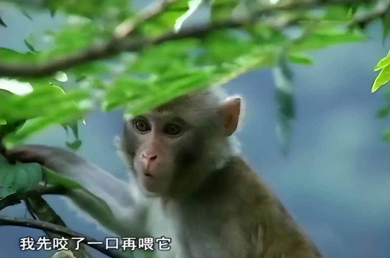 重庆小伙救下一只猕猴,重庆男子救助野生猕猴