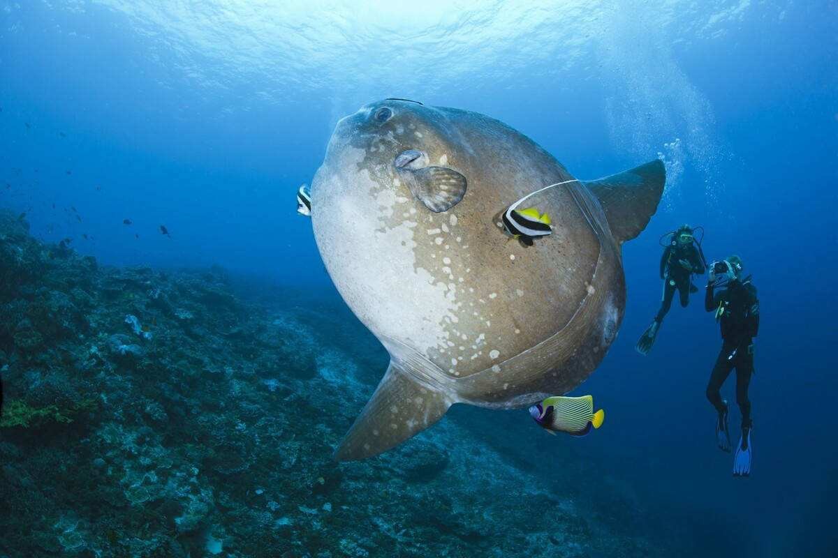 海中翻车鱼,海洋自助餐翻车鱼