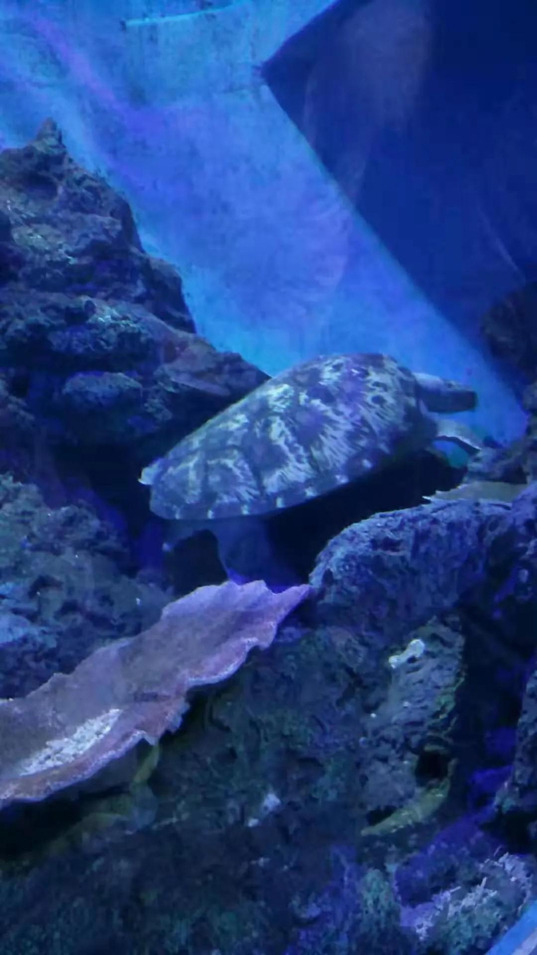 海洋盛宴,重庆极地海洋公园潜水攻略