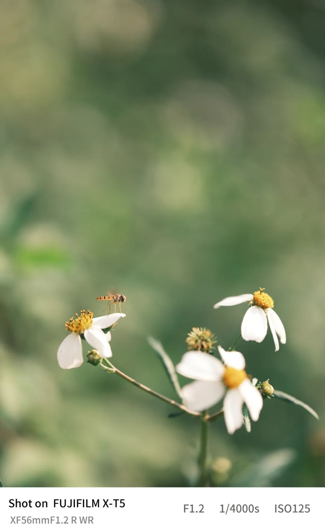 富士x-t5等四款相机迎来固件升级,富士x-t5对比富士gfx100s