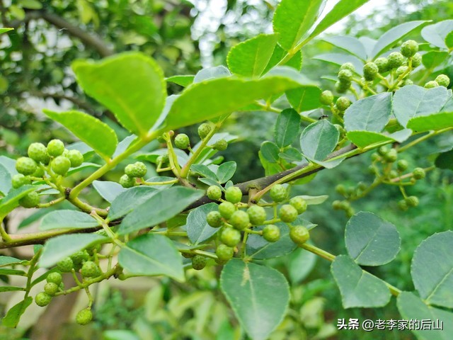 青花椒保存不当变黑了怎么办,新鲜青花椒放冰箱怎么保存