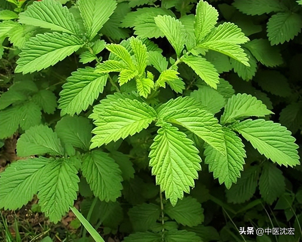 喝什么汤补元气去疲劳,大补虚劳三仙汤功效