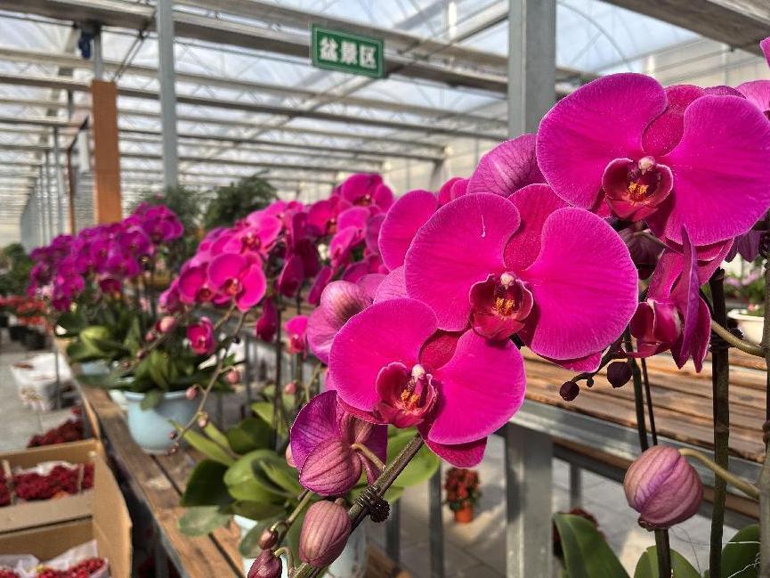年宵花市场火热,鲁西南花卉市场有什么